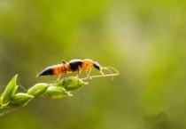 隐翅虫有翅膀吗？