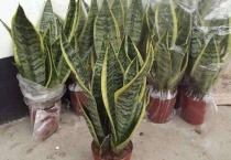 虎皮兰叶子中间干枯了怎么办？