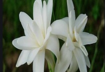 夜来香能放卧室吗？附夜来香的养殖价值及养殖多久？