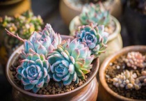 多肉植物的尖怎么黑了