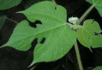 构树树叶长什么样