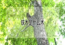 铁木是什么木