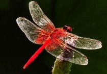 蜻蜓是不是益虫