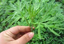 艾草喜欢长在什么地方