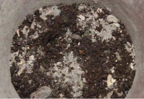 饼肥的施肥方法是什么？