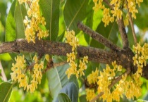 桂花的花期是多久？