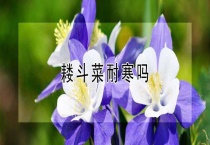 耧斗菜耐寒吗？