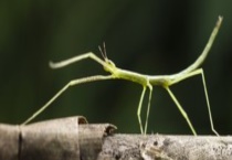 竹节虫是害虫还是益虫？如何伪装自己的 真的能孤雌生殖吗？