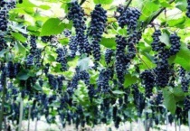 葡萄种了四五年为什么不结果