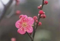 什么树不能打石硫合剂