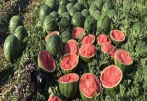 山东西瓜一般几月成熟 附生产情况