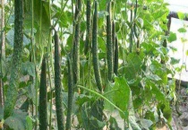 黄瓜为什么叫黄瓜 有哪些品种