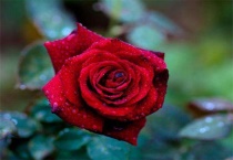 玫瑰花白叶病怎么办？