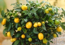 桔子树的寓意及象征