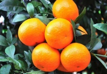 沃柑种子能种吗？