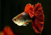 孔雀鱼烂尾怎么办 孔雀鱼烂尾的症状