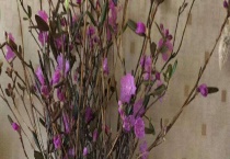 干枝杜鹃开完花怎么办？