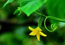 黄瓜光开花不结果怎么回事