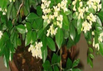 九里香的叶子干枯怎么办？附干枯的原因？