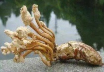 金蝉花是什么？