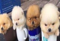 茶杯犬为什么长不大 一般能长多大？