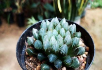 玉露干瘪了怎么恢复