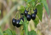 龙葵可不可以生吃 龙葵是不是黑枸杞