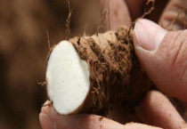 铁棍山药多少钱一斤 铁棍山药的鉴别多久？