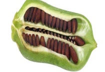 芝麻什么时候开花 附地理分布