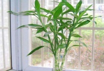 冬天零下怎么养富贵竹