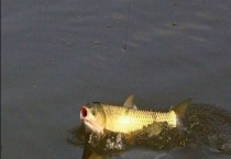 钓草鱼用什么草最好 小麦芽、狗尾草等均可