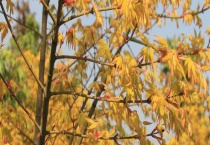 橙之梦与黄金枫的区别？