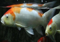 锦鲤吃什么食物 锦鲤的生活习性