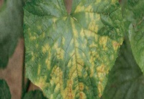 肟菌酯可以防治哪些病害 附主要使用多久？