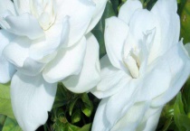 栀子花冬天会冻死吗 注意要保证3 4小时的阳光照射