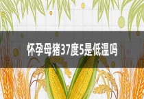 怀孕母猪37度5是低温吗？