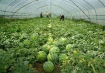 种10亩西瓜能赚多少钱