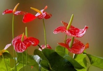 红掌不开花是怎么回事