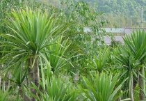 龙须树和龙血树的区别？