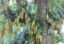 菠萝蜜生长在哪里 附菠萝蜜的生长环境