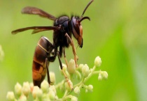 人工养殖胡蜂不筑巢怎么办 人工养殖胡蜂不筑巢的原因？