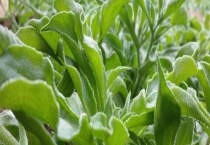 冰草能不能生吃 冰草有什么变种