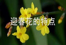 迎春花的特点