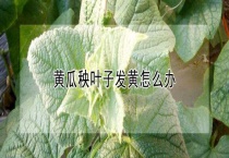 黄瓜秧叶子发黄怎么办？