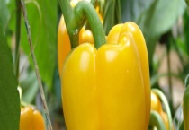 盆栽蔬菜有哪些？