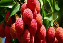 荔枝树需要多长时间结果 荔枝开花不结果怎么办？