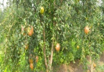 石榴树苗结果需要几年 附石榴树苗的种植多久？