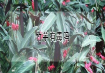 竹芋有毒吗？