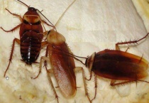 蟑螂生活在什么环境下