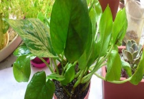 盆栽绿萝多少钱一盆？附品种介绍